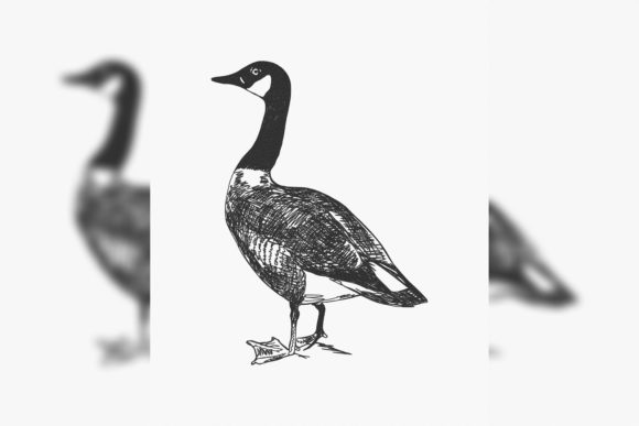 Reviewing Canada Goose Branta Canadensis