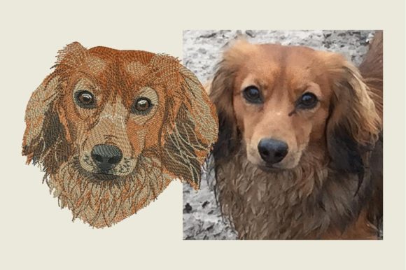 Reviewing Longhaired Dachshund for Boutique Apparel